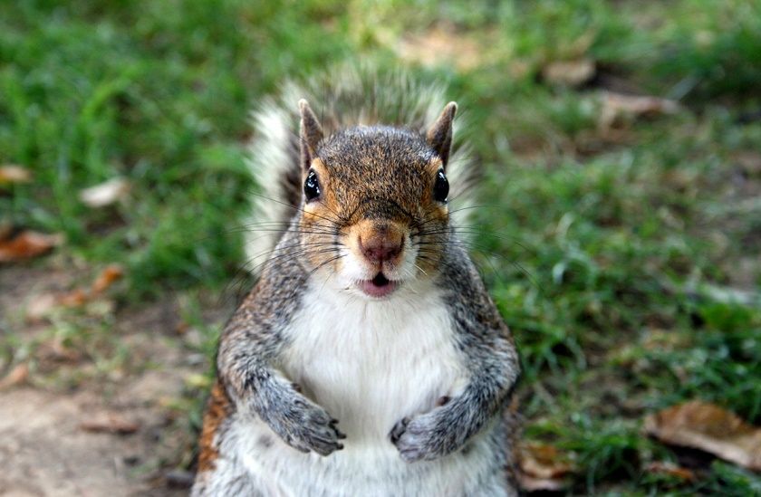 A squirrel is standing on its hind legs in the grass and looking at the camera.