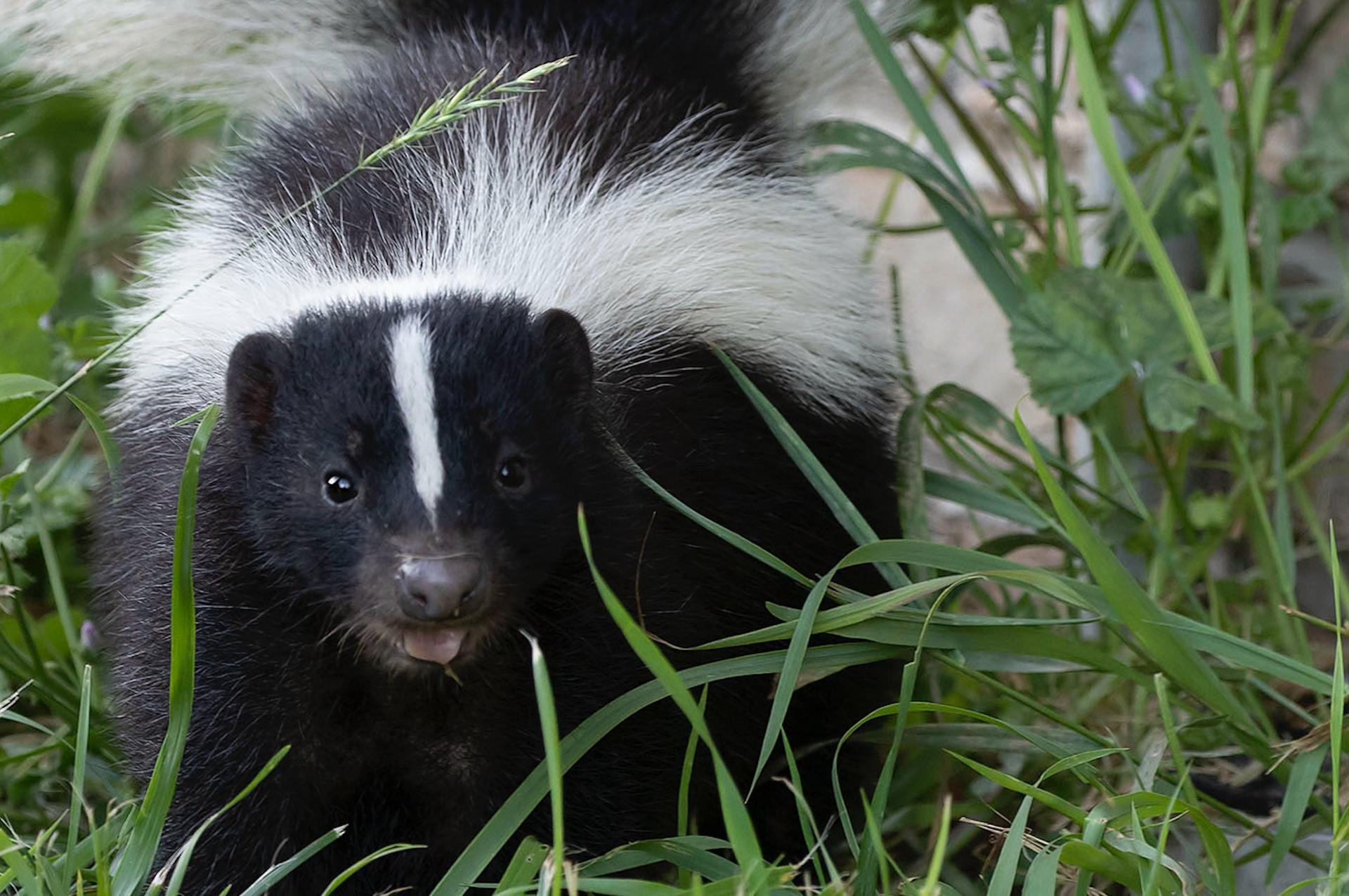 A black and white skunk is standing in the grass.