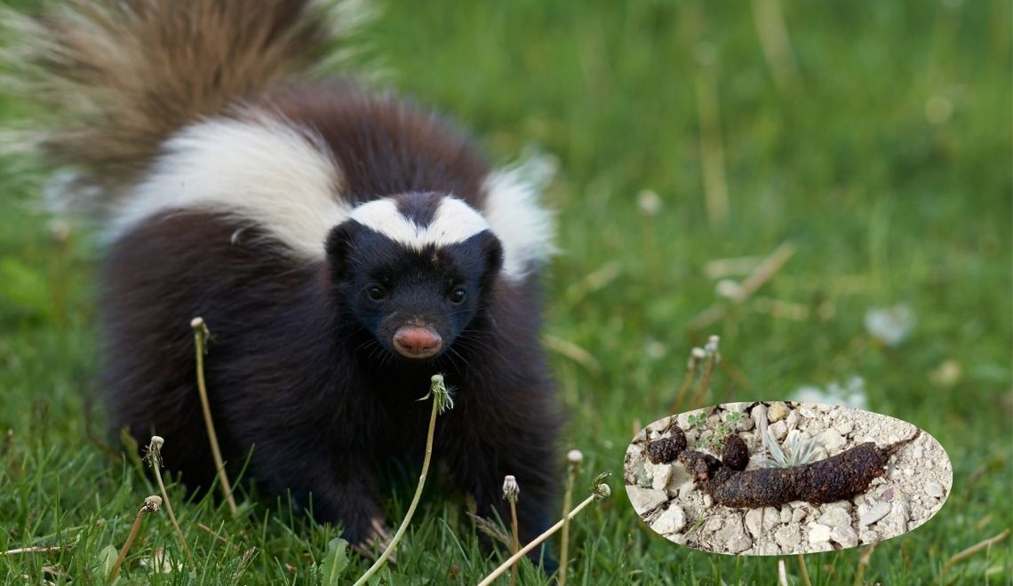 What Does Skunk Poop Look Like and How to Handle It