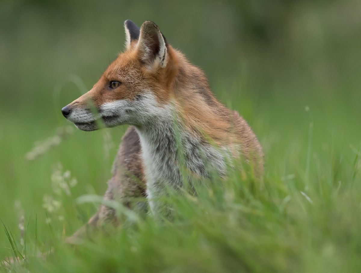 Why Choose Us for Fox Trapping and Removal Services