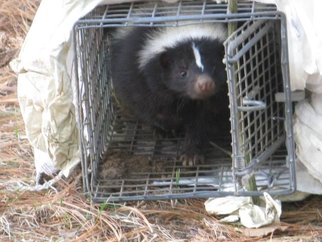 A skunk is sitting in a cage with a white cloth covering it