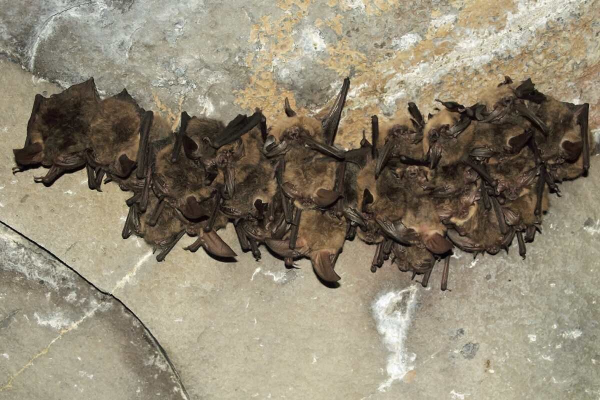 A bunch of bats are hanging from the ceiling of a cave.