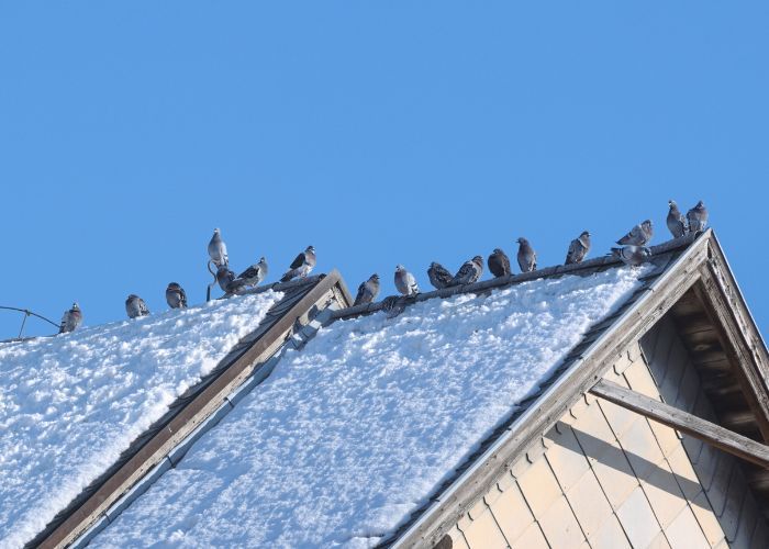 bird control in Lake Elsinore