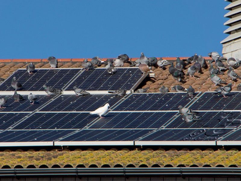 Pigeons sitting on top of a roof with solar panels