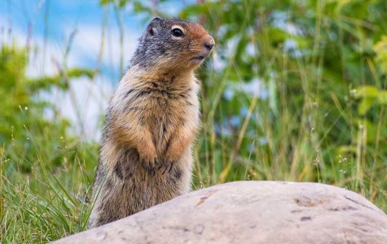 A squirrel is standing on its hind legs on a rock in the grass.