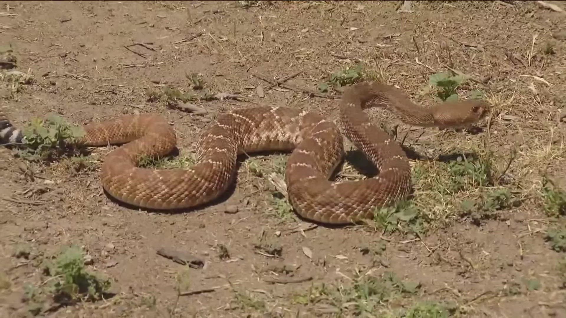 A rattlesnake is laying on the ground in the dirt.