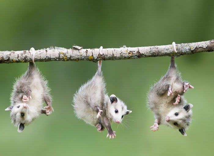 Three baby opossums are hanging upside down from a tree branch.