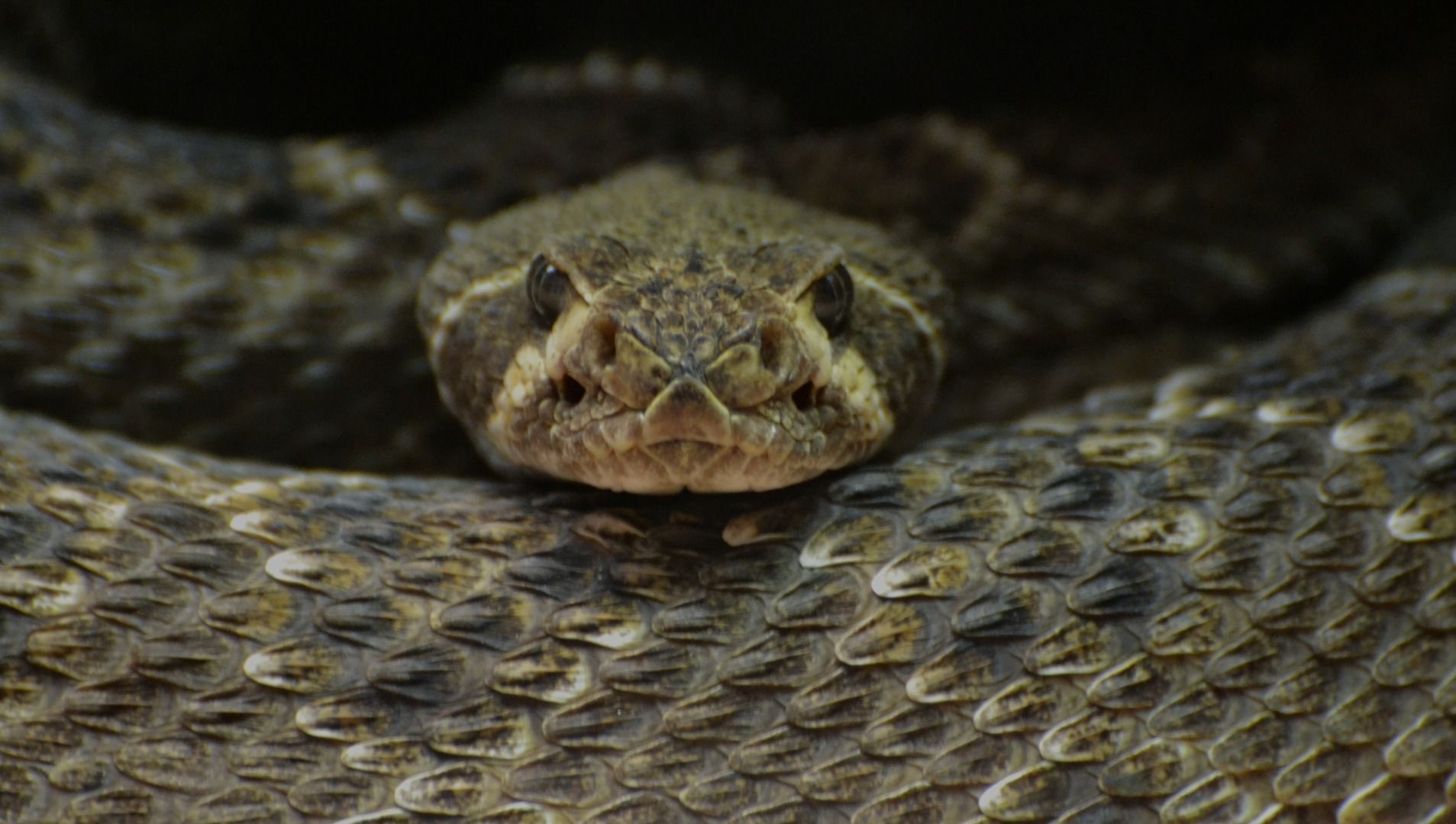 A close up of a rattlesnake looking at the camera.