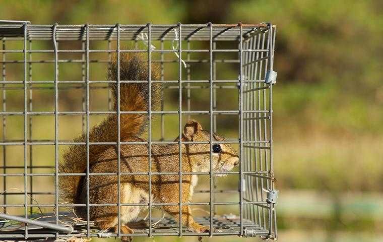 A squirrel is sitting in a metal cage.