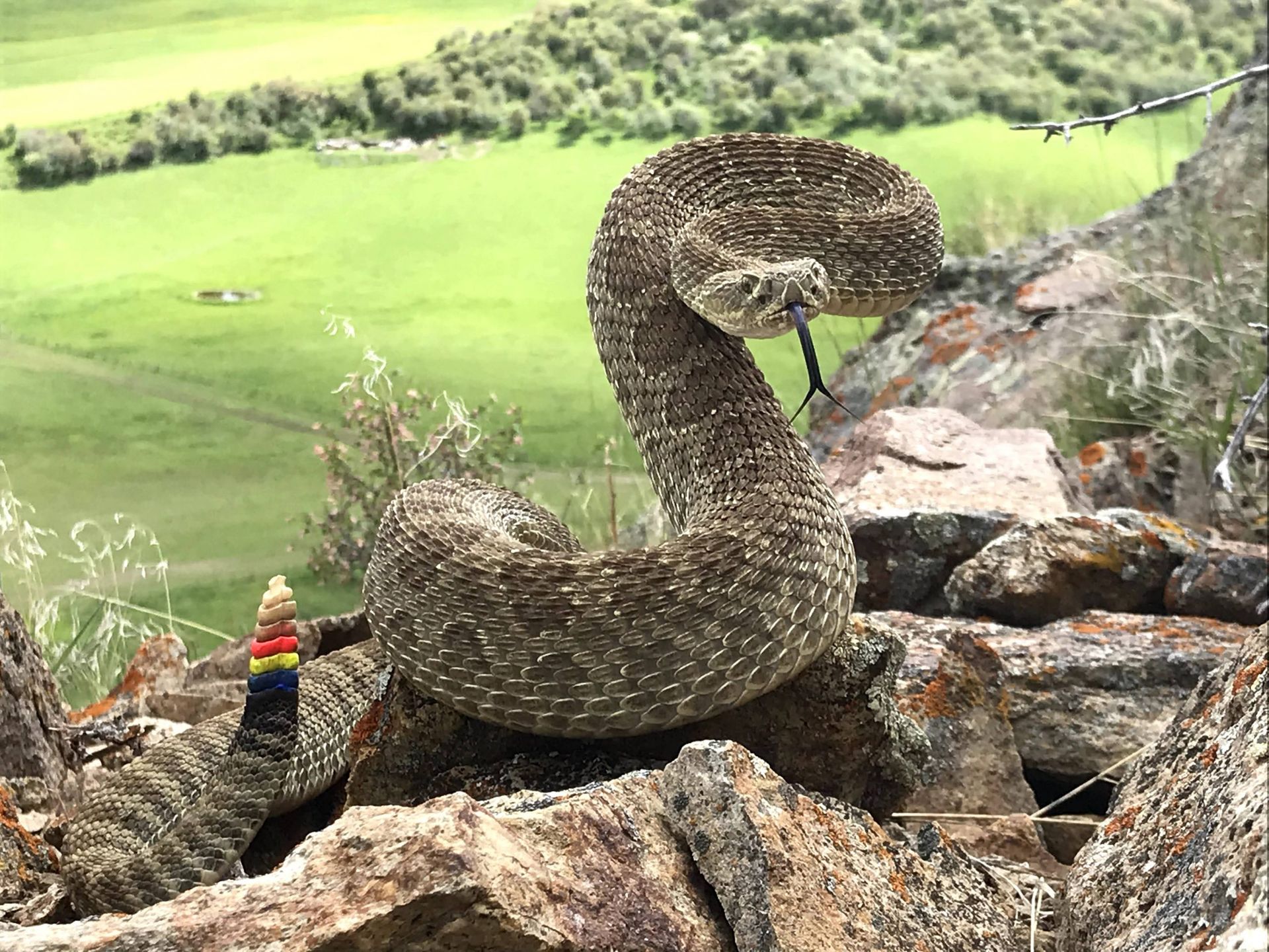 A rattlesnake is sitting on a rock with a golf course in the background.
