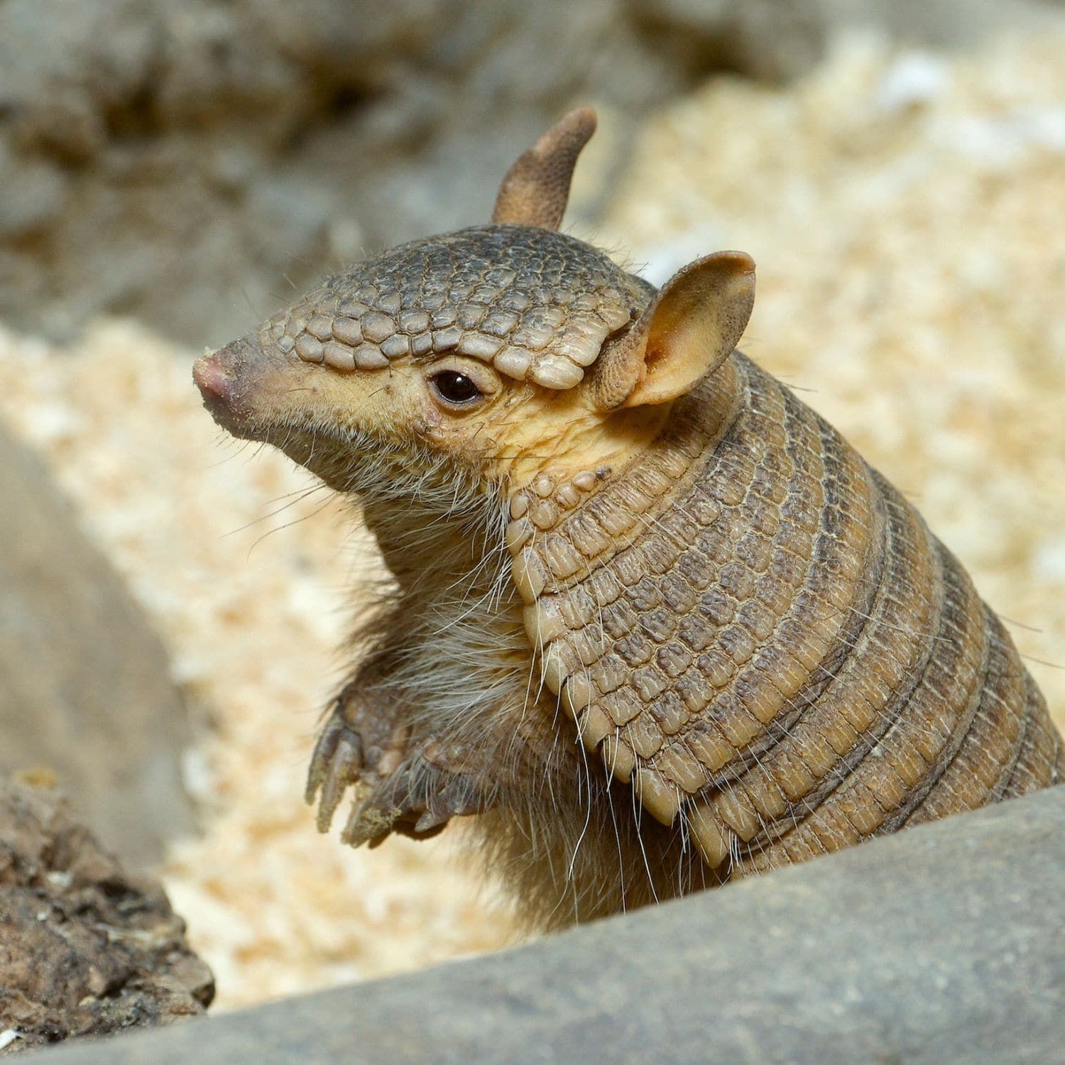 A close up of an armadillo sitting on a rock