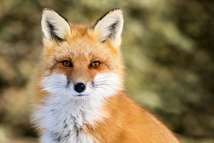 A close up of a red fox looking at the camera.