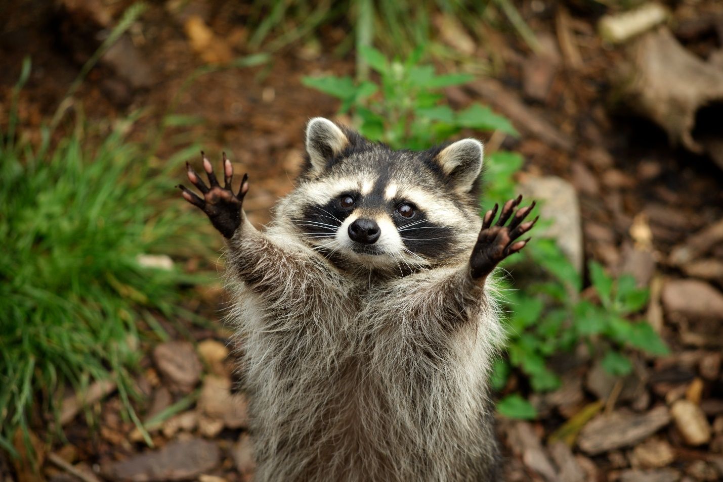 A raccoon is standing on its hind legs with its paws up in the air.