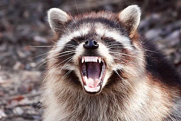 A close up of a raccoon with its mouth open