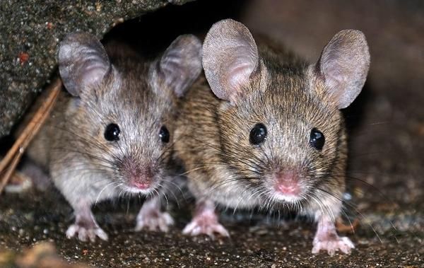 Two mice are standing next to each other on the ground.