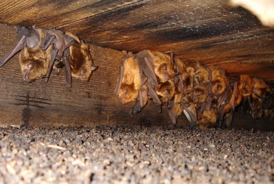 A group of bats are hanging from the ceiling of a building.