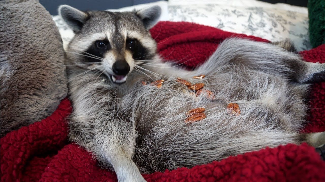 A raccoon is laying on a red blanket on a bed.