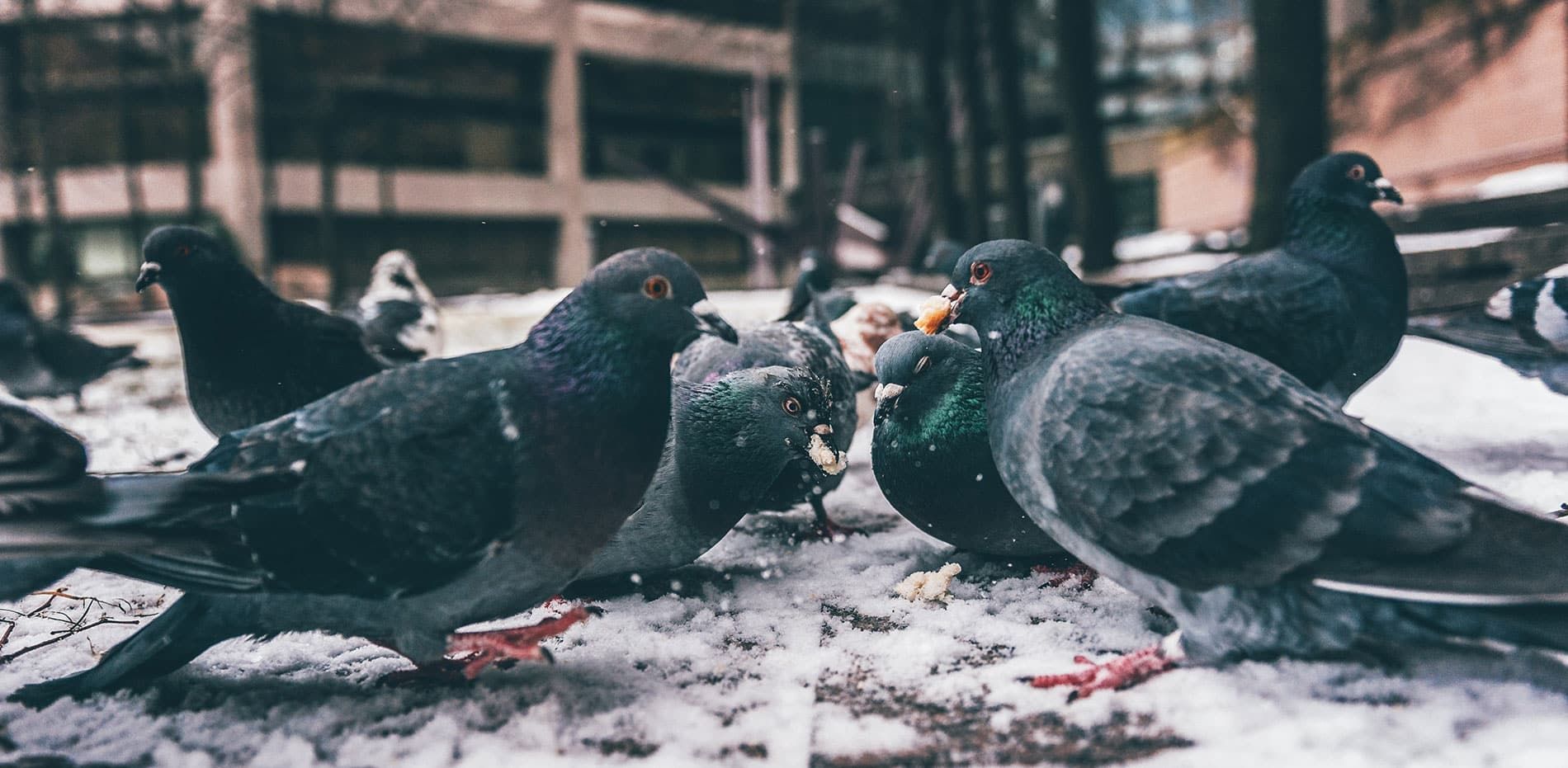 A flock of pigeons are eating food in the snow.
