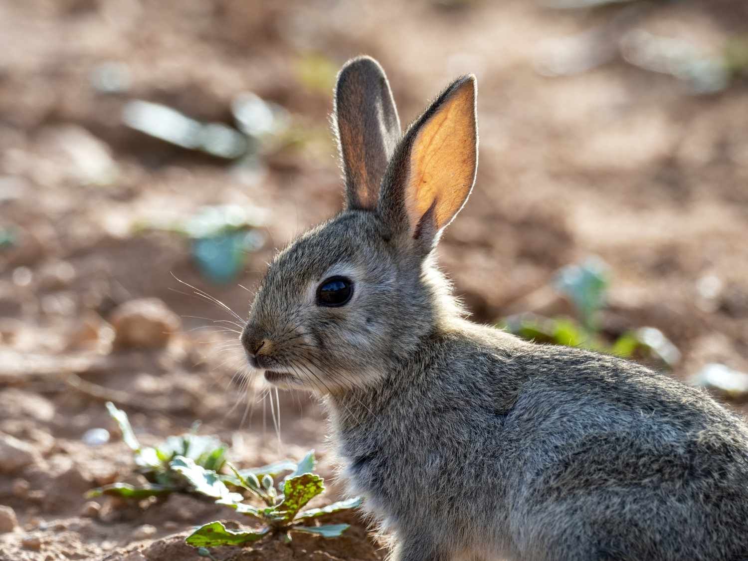 A small rabbit is standing in the dirt and looking at the camera.