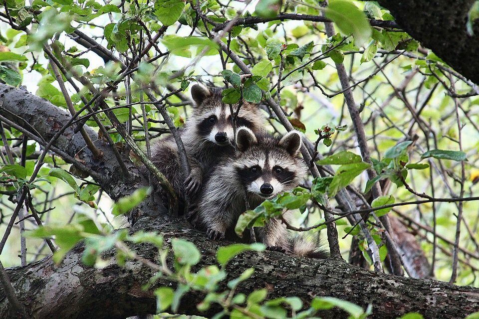 Three raccoons are sitting on a tree branch.