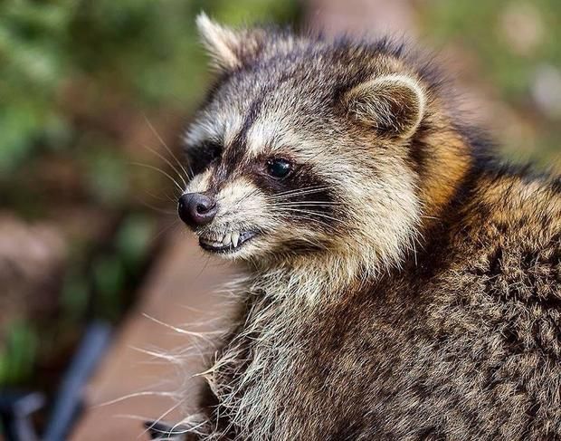 A close up of a raccoon looking at the camera.