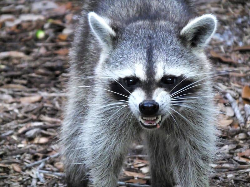A raccoon is standing in the dirt and looking at the camera.