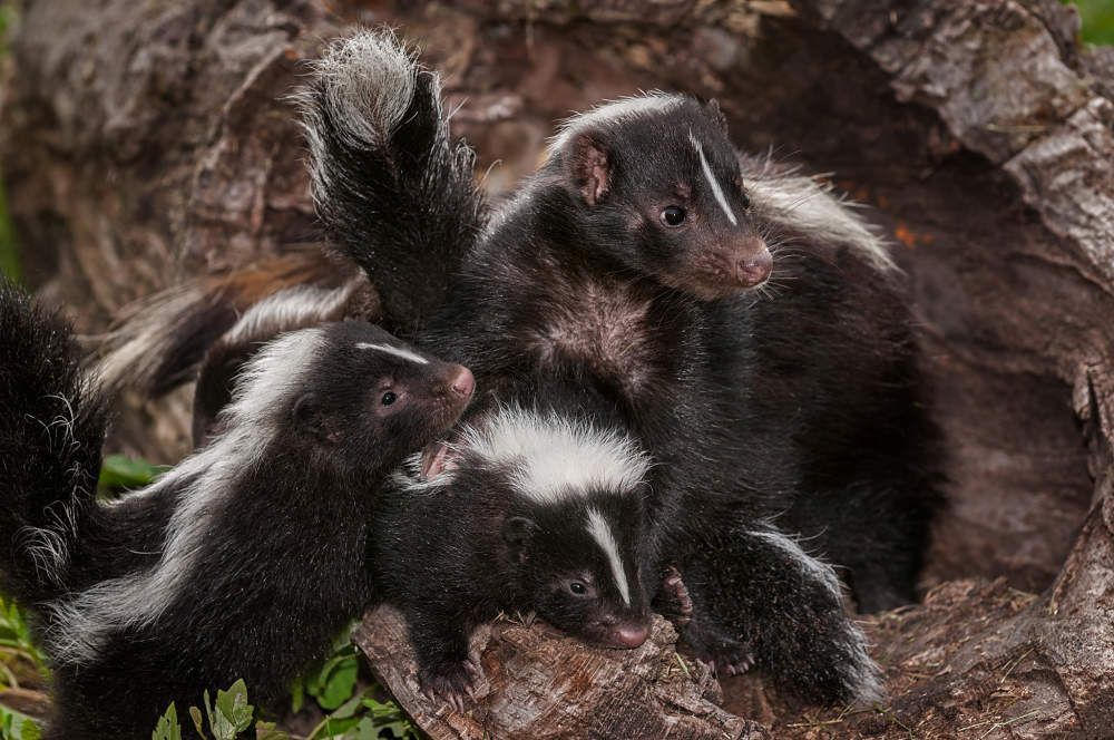 A group of skunks sitting on top of a tree trunk.