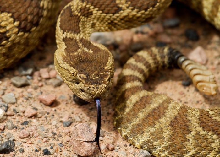 snake removal services temecula