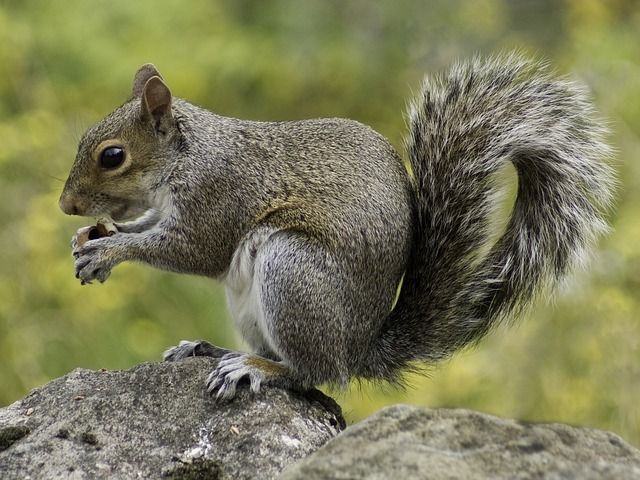 A squirrel is sitting on top of a rock eating a nut.
