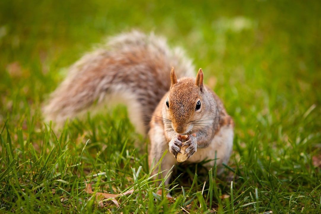 A squirrel is eating a nut in the grass.