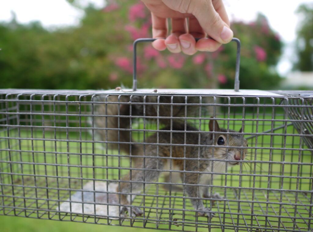 A person is holding a squirrel in a cage.