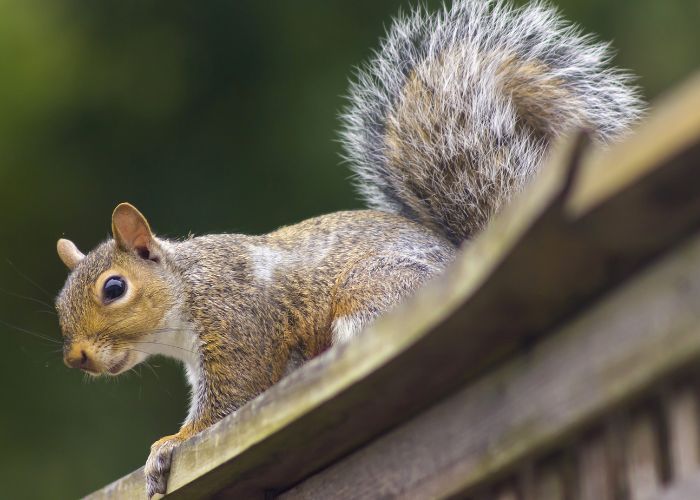 squirrels removal in Lake Elsinore