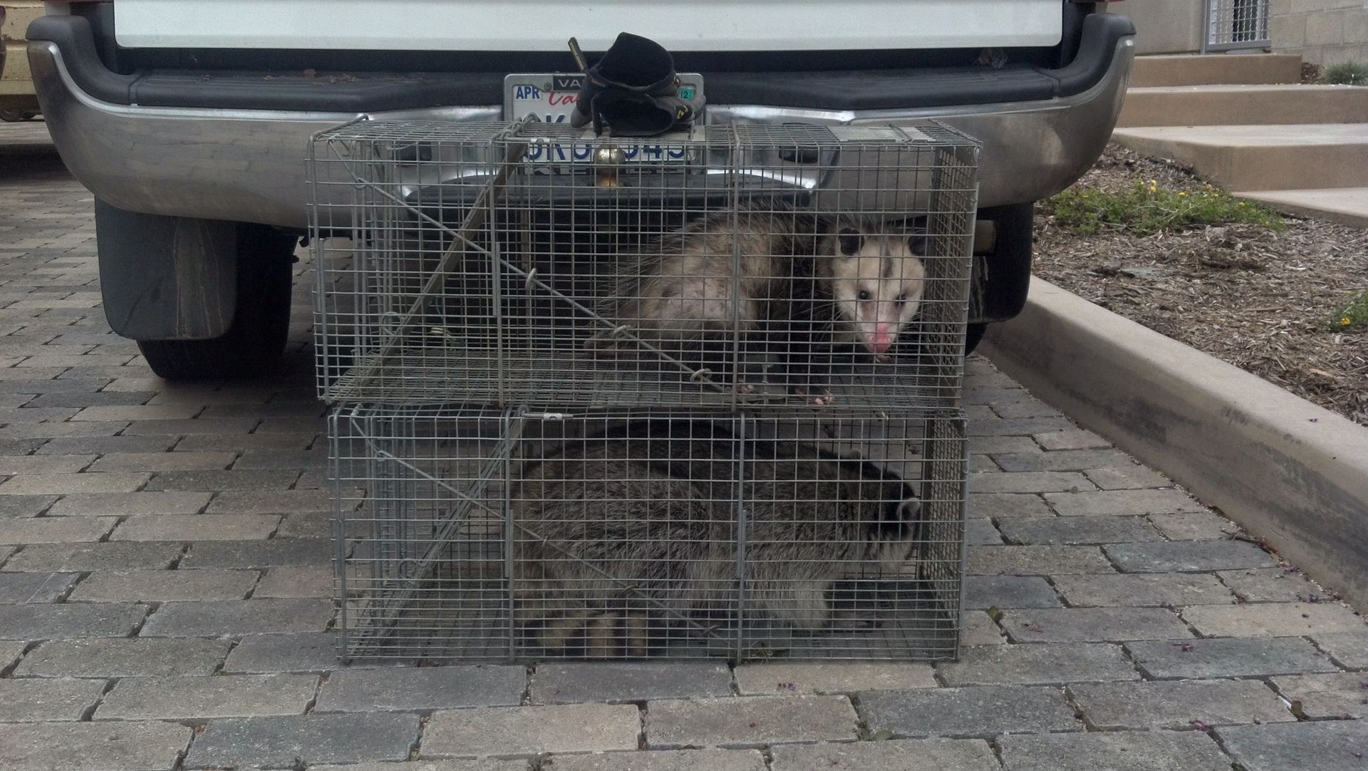 Two opossums are in a cage behind a car