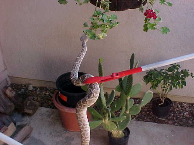 A snake is wrapped around a plant with a red handle