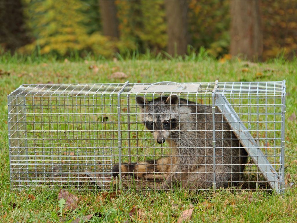 A raccoon is laying in a cage on the grass.