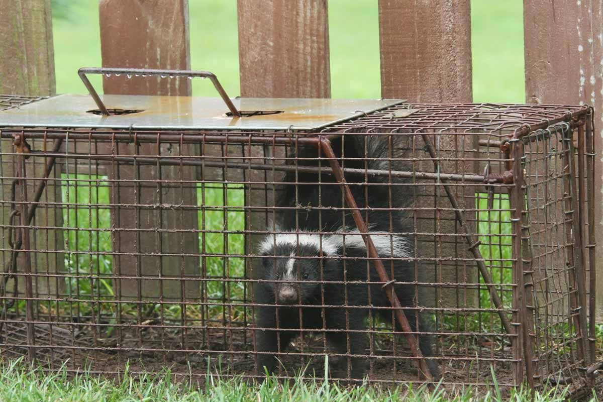 A skunk is sitting in a cage next to a fence.