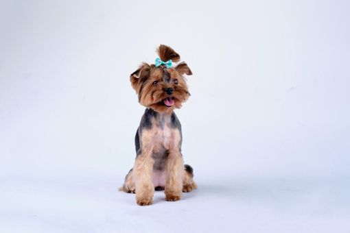 Pessoa tosando um Yorkshire Terrier com máquina de tosar em uma mesa de tosa azul.