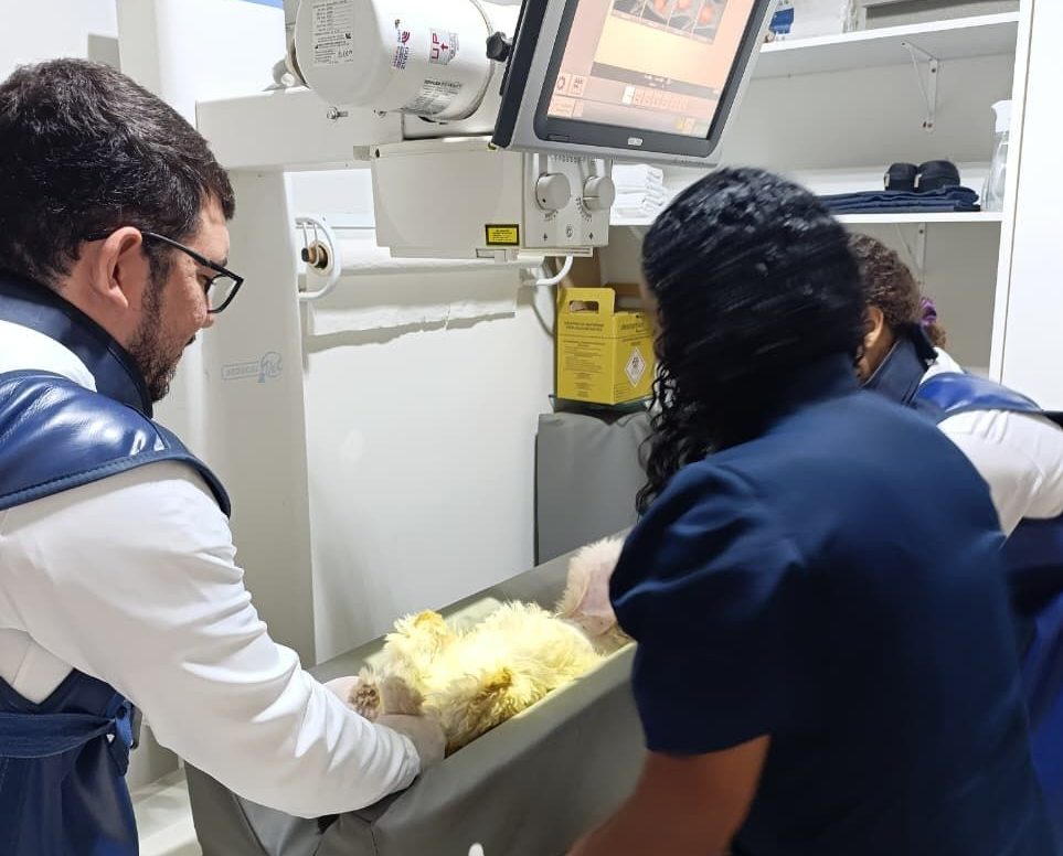 Dois profissionais veterinários realizam um ultrassom em um cachorro em uma clínica.