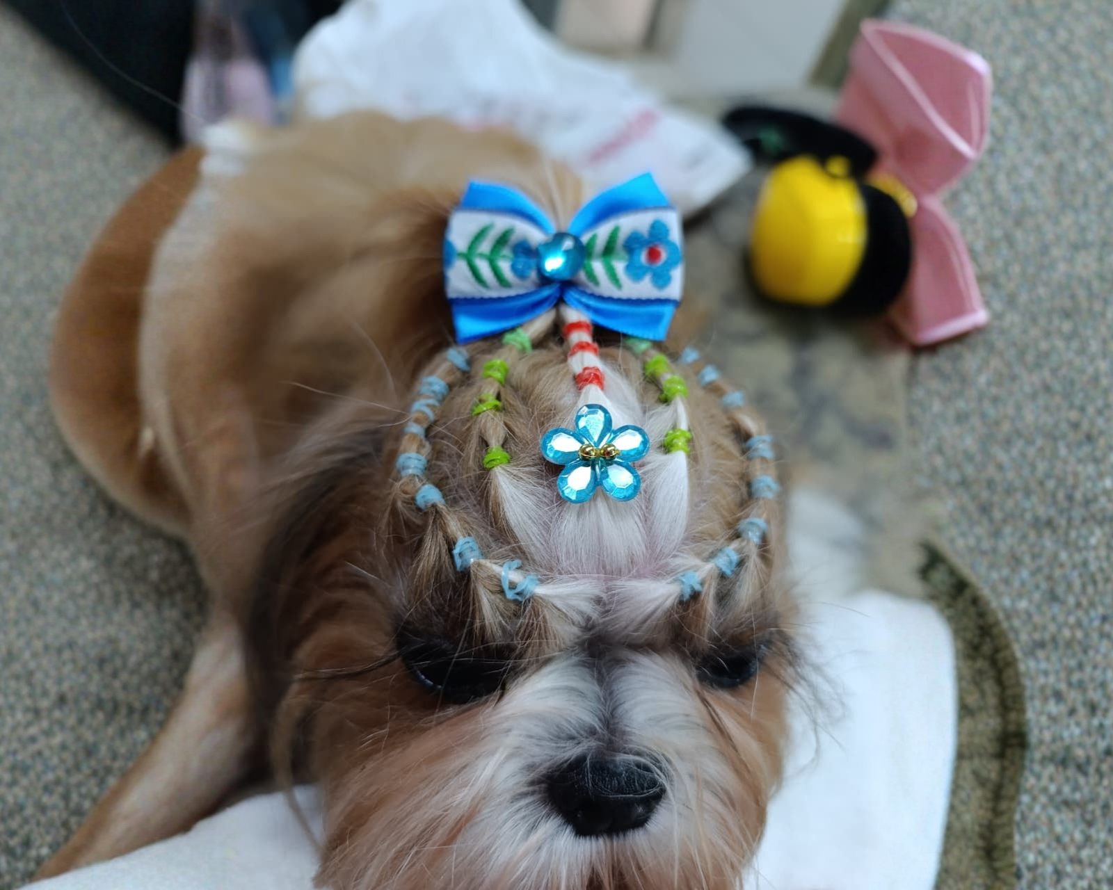 Veterinário examinando um cachorro pequeno e branco com manchas pretas em uma mesa de exame.