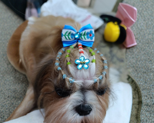 Veterinário examinando um cachorro pequeno e branco com manchas pretas em uma mesa de exame.