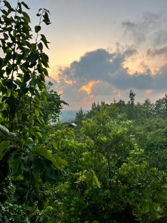 A sunset over a forest with trees in the foreground