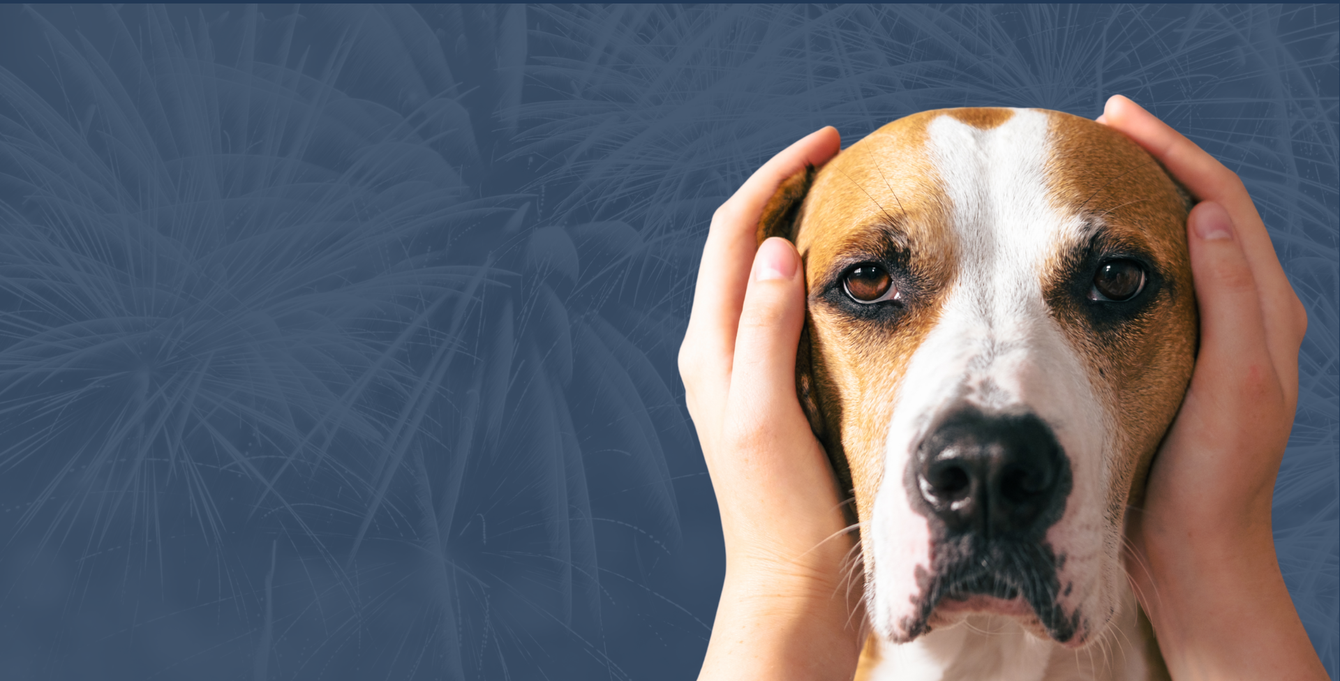 Dog with ears covered, fireworks in background