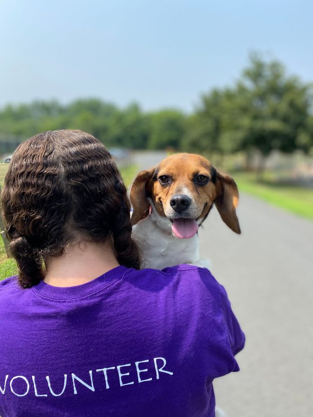 A small beagle peeks over the shoulder of the SPCA volunteer carrying him