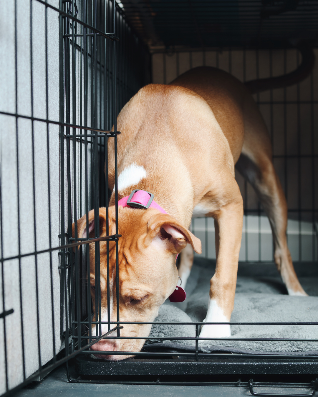 Dog exploring their crate