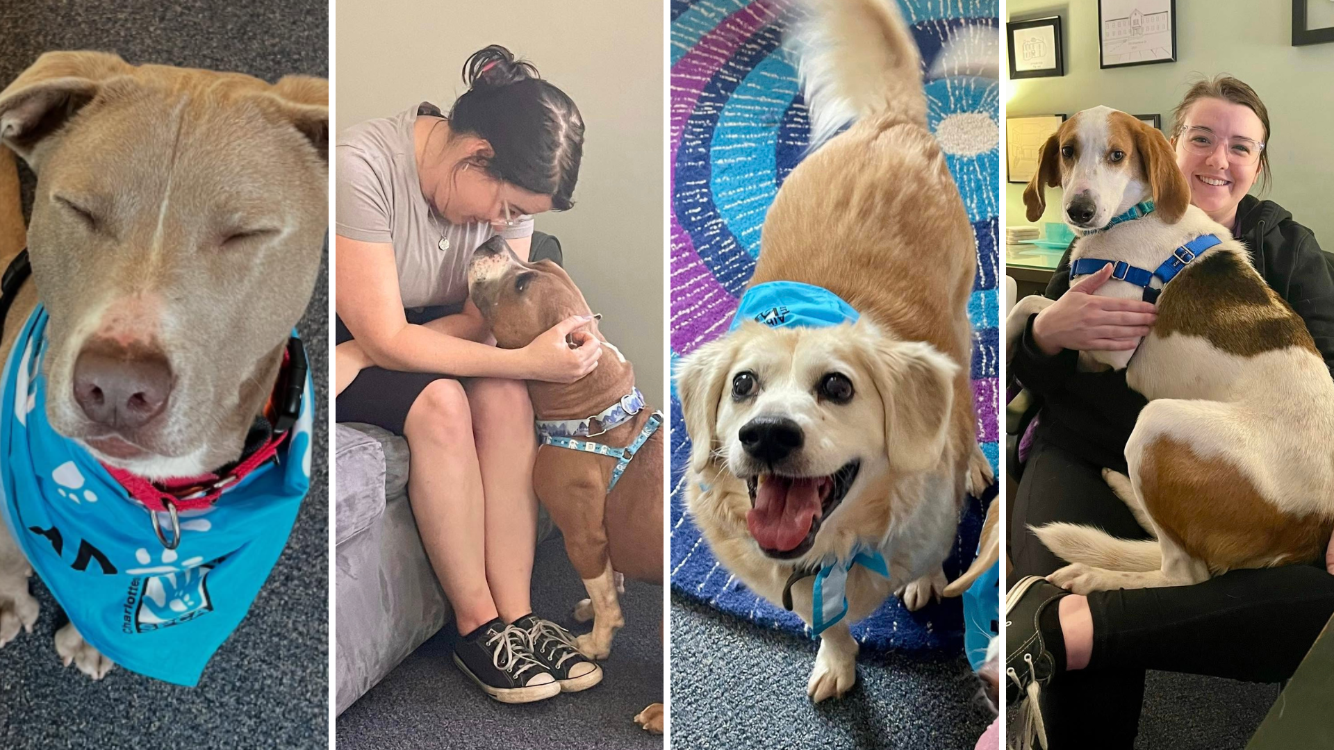 Beyond The Shelter: Expanding Safety for Survivors and Their Pets
