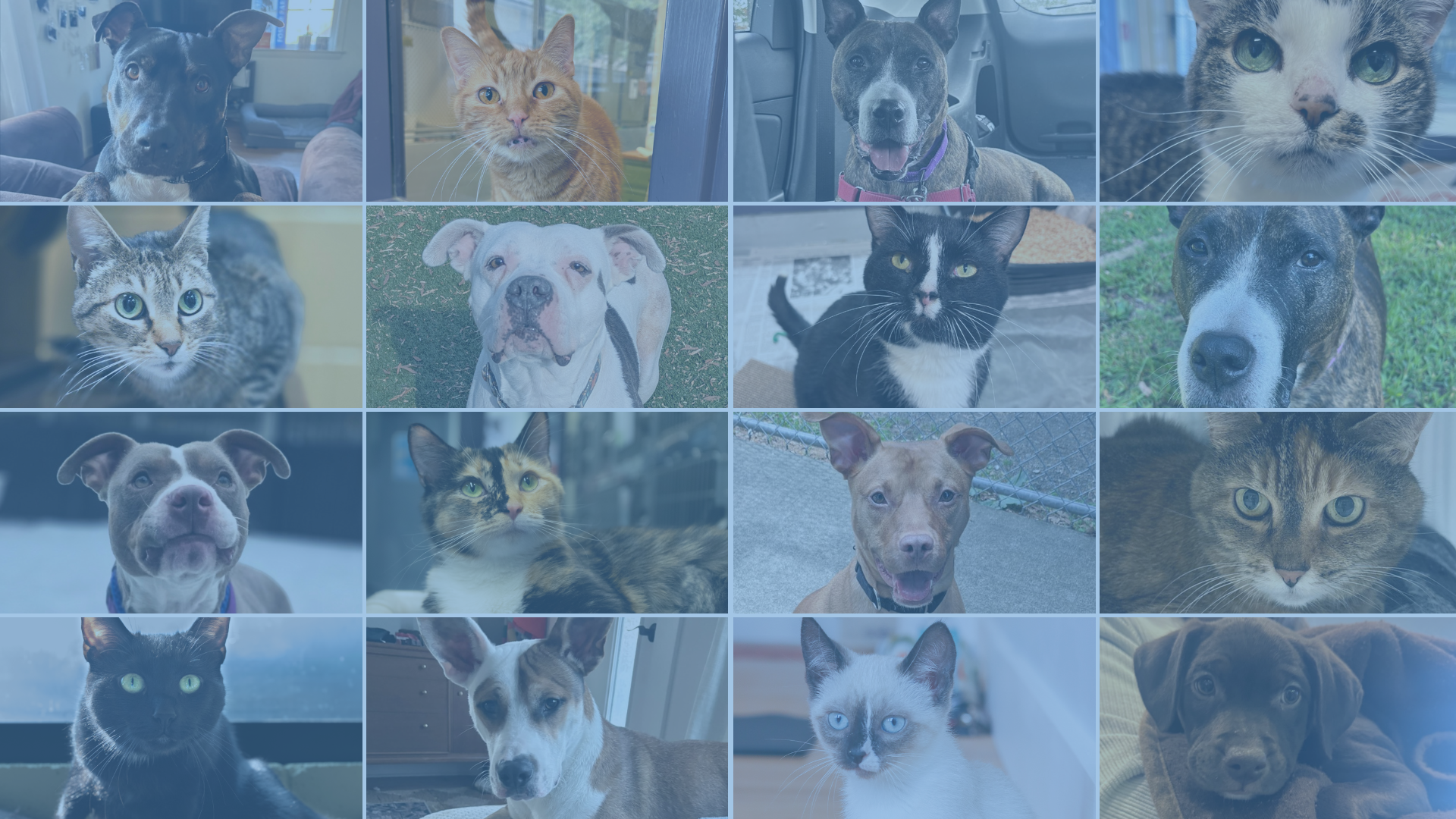 Collage of dogs and cats