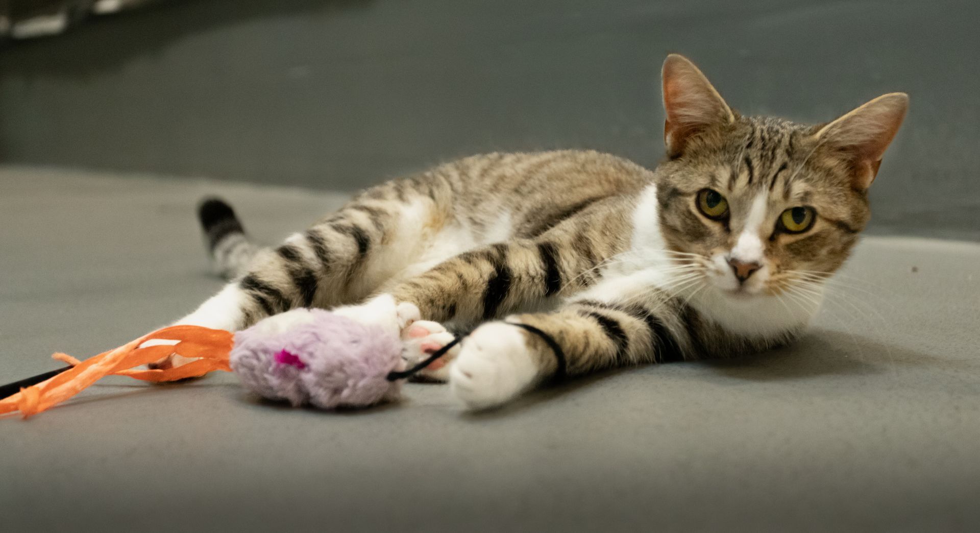 Cat playing with a mouse toy