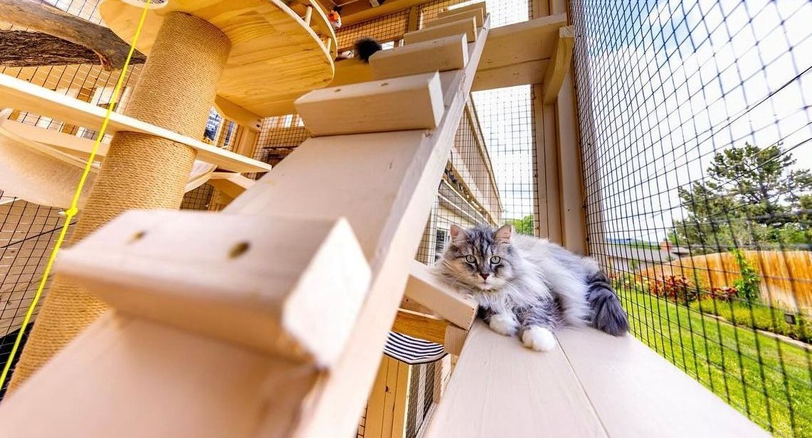 picture of a cat in an outdoor catio