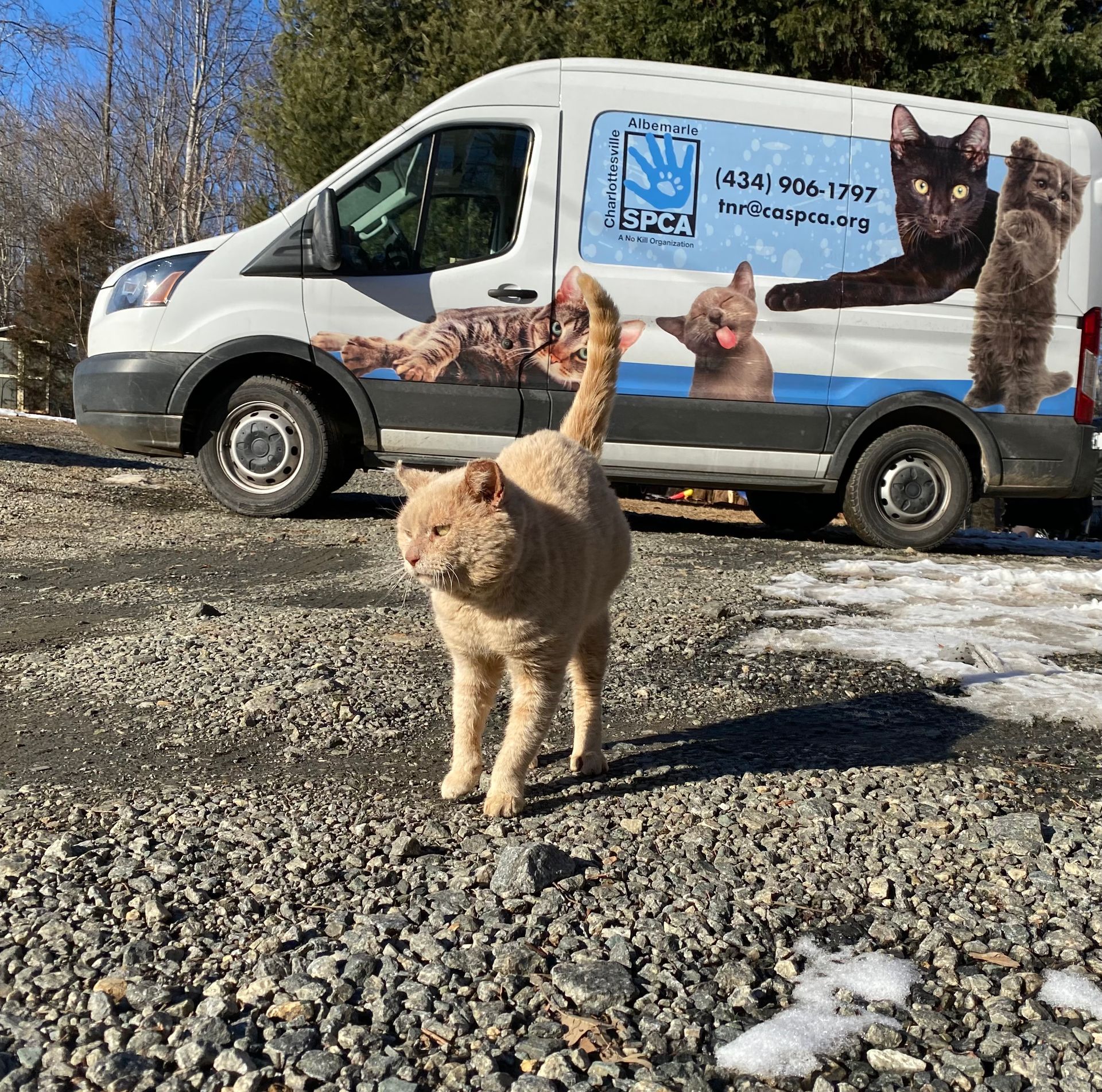 cat outside next to TNR van