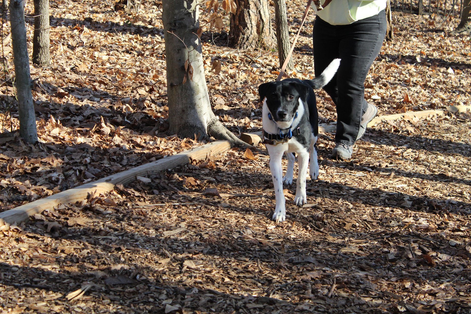 volunteer walking dog